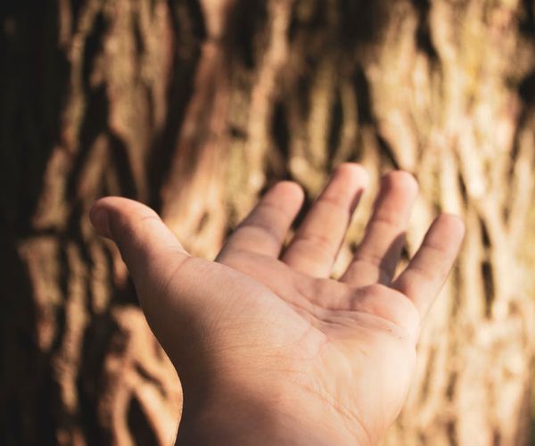 Close-up of hands in a meditative mudra with a forest background.